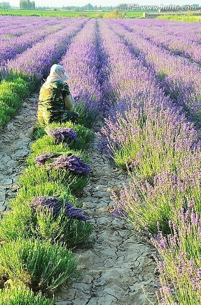 圖片關(guān)鍵詞